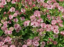 Große Sterndolde 'Roma' ® 21 Große Sterndolde 'Roma' ® -Günstiges Erd Seele Geschäft grosse sterndolde roma m057878 w 0