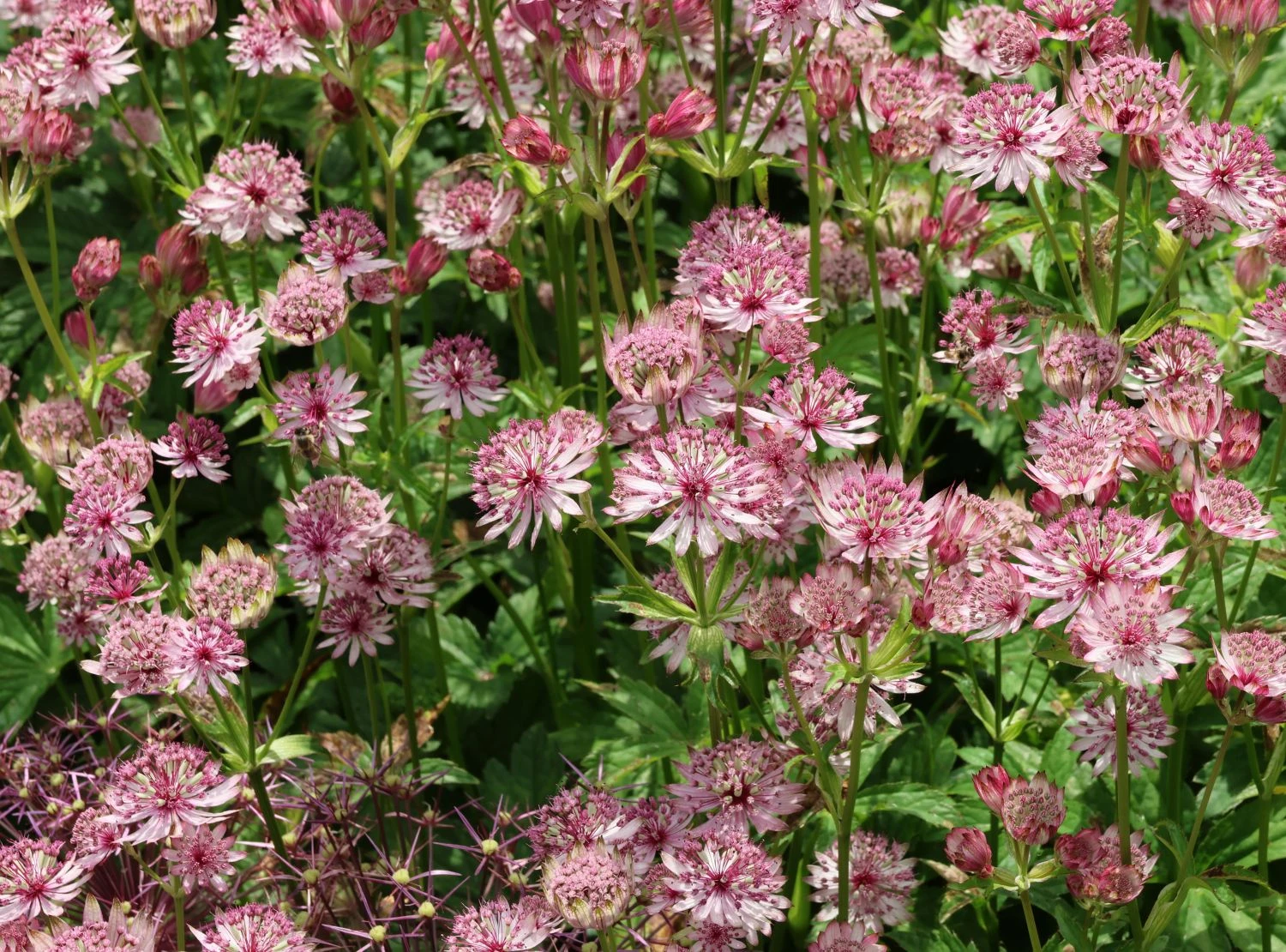 Große Sterndolde 'Roma' ® 10 Große Sterndolde 'Roma' ® – Bild 8