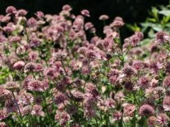 Große Sterndolde 'Roma' ® 20 Große Sterndolde 'Roma' ® -Günstiges Erd Seele Geschäft grosse sterndolde roma m057878 w 1