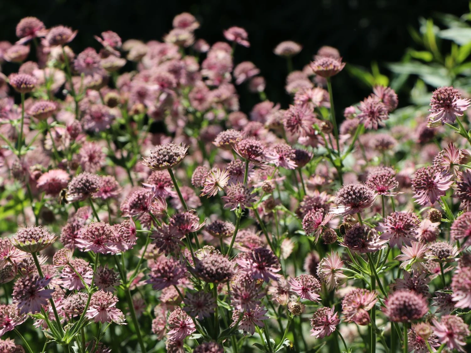 Große Sterndolde 'Roma' ® 9 Große Sterndolde 'Roma' ® – Bild 7