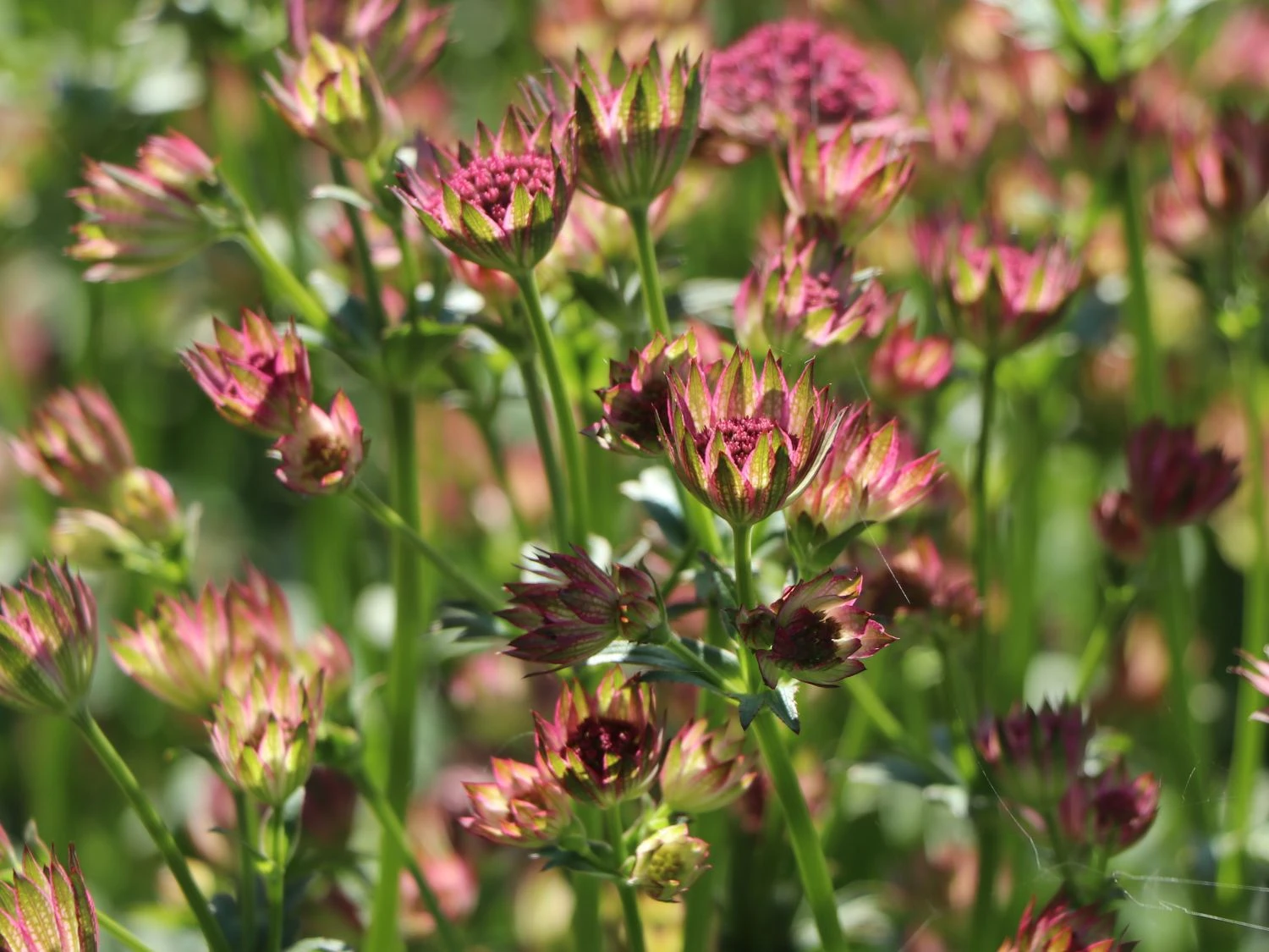 Große Sterndolde 'Roma' ® 4 Große Sterndolde 'Roma' ® – Bild 2