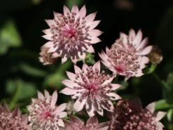 Große Sterndolde 'Roma' ® 23 Große Sterndolde 'Roma' ® -Günstiges Erd Seele Geschäft grosse sterndolde roma m057878 w 2