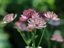 Große Sterndolde 'Roma' ® 22 Große Sterndolde 'Roma' ® -Günstiges Erd Seele Geschäft grosse sterndolde roma m057878 w 3