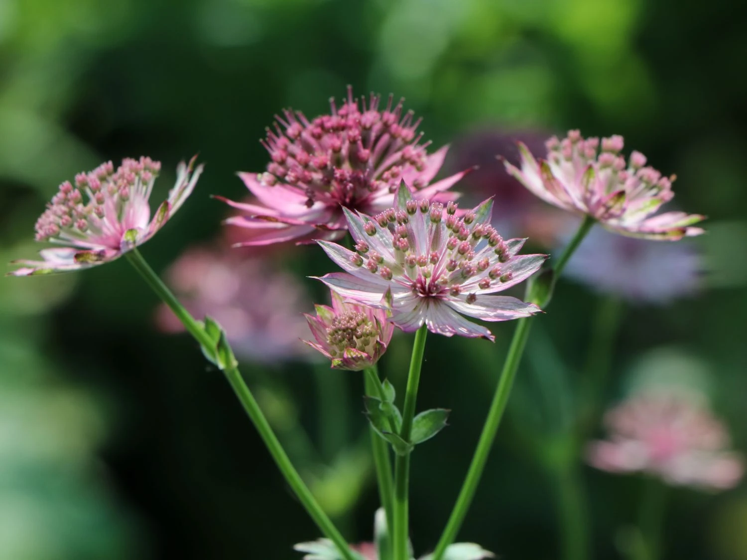 Große Sterndolde 'Roma' ® 11 Große Sterndolde 'Roma' ® – Bild 9