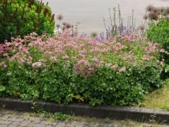 Große Sterndolde 'Roma' ® 24 Große Sterndolde 'Roma' ® -Günstiges Erd Seele Geschäft grosse sterndolde roma m057878 w 4