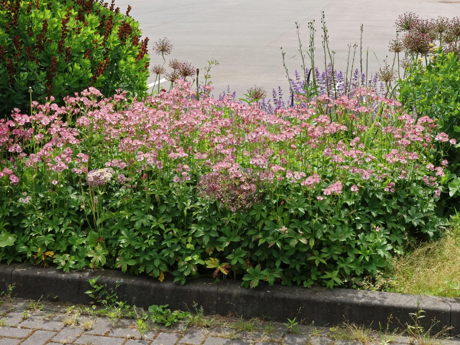 Große Sterndolde 'Roma' ® 13 Große Sterndolde 'Roma' ® – Bild 11