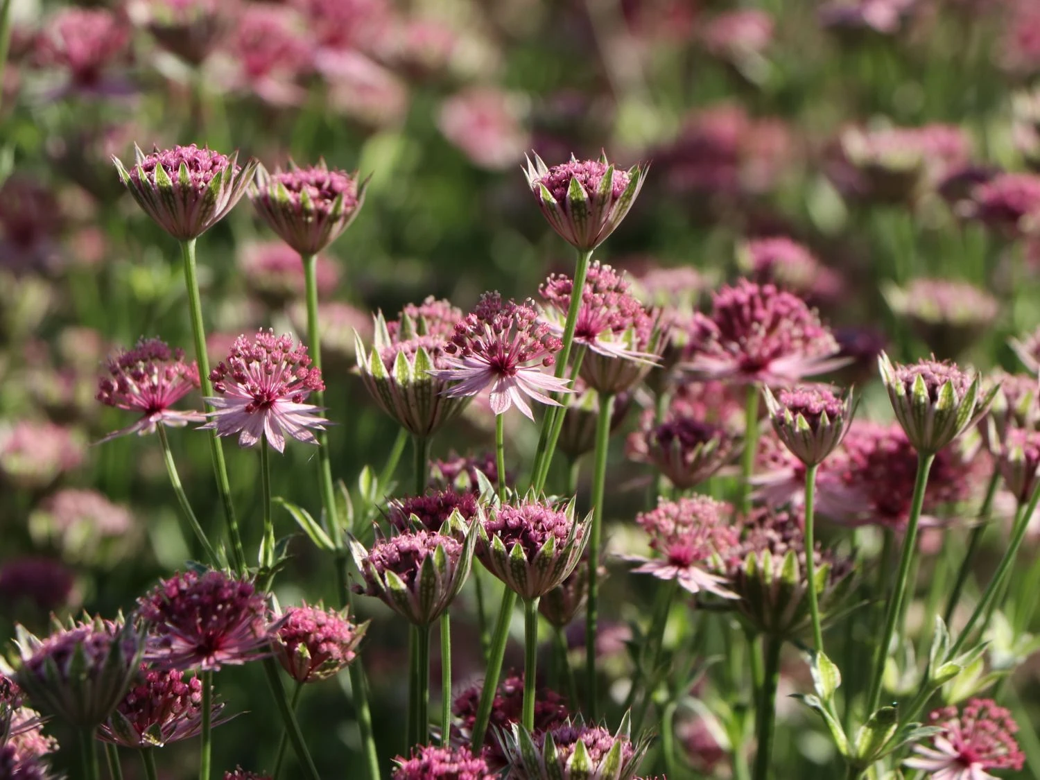 Große Sterndolde 'Roma' ® 6 Große Sterndolde 'Roma' ® – Bild 4