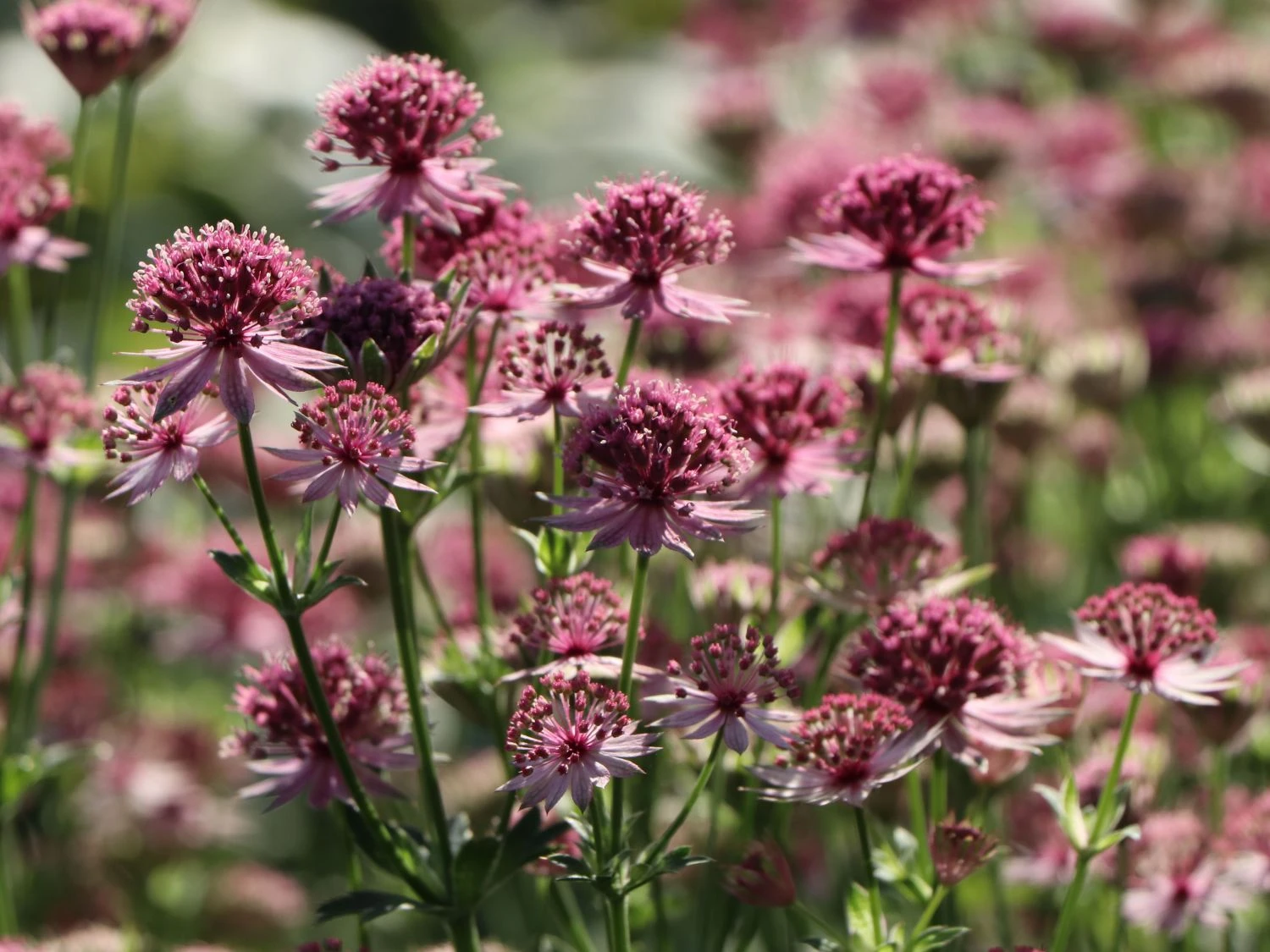 Große Sterndolde 'Roma' ® 5 Große Sterndolde 'Roma' ® – Bild 3