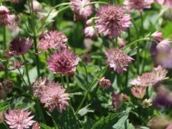 Große Sterndolde 'Roma' ® 19 Große Sterndolde 'Roma' ® -Günstiges Erd Seele Geschäft grosse sterndolde roma m057878 w 7