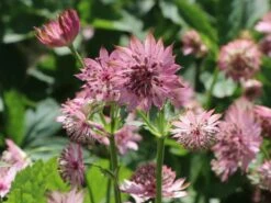 Große Sterndolde 'Roma' ® 18 Große Sterndolde 'Roma' ® -Günstiges Erd Seele Geschäft grosse sterndolde roma m057878 w 8