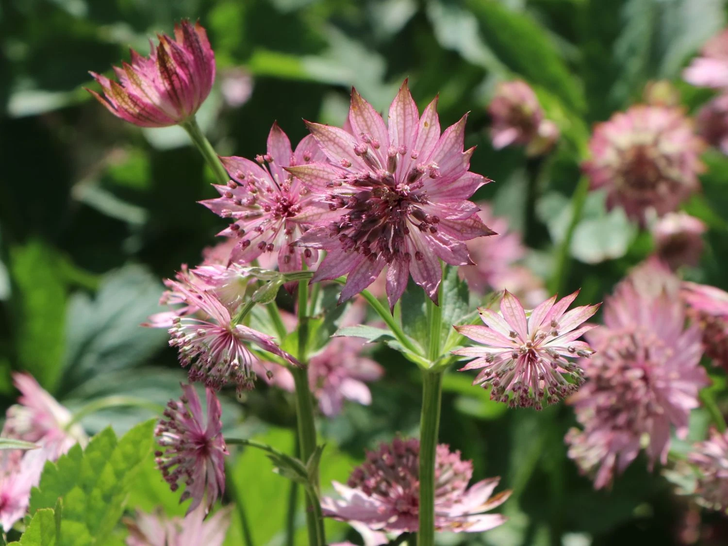 Große Sterndolde 'Roma' ® 7 Große Sterndolde 'Roma' ® – Bild 5