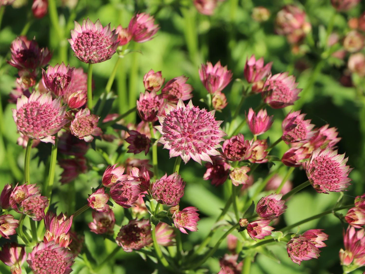 Große Sterndolde 'Roma' ® 14 Große Sterndolde 'Roma' ® – Bild 12