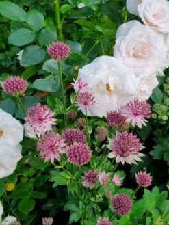 Große Sterndolde 'Star Of Love' -Günstiges Erd Seele Geschäft grosse sterndolde star of love m107335 57401 0