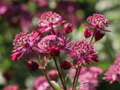 Große Sterndolde 'Star Of Love' -Günstiges Erd Seele Geschäft grosse sterndolde star of love m107335 w 1