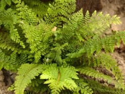 Großer Filigranfarn 'Proliferum Herrenhausen' -Günstiges Erd Seele Geschäft grosser filigranfarn proliferum herrenhausen m045020 w 0