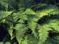 Großer Filigranfarn 'Proliferum Herrenhausen' -Günstiges Erd Seele Geschäft grosser filigranfarn proliferum herrenhausen m045020 w 2