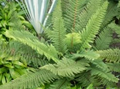 Großer Filigranfarn 'Proliferum Herrenhausen' -Günstiges Erd Seele Geschäft grosser filigranfarn proliferum herrenhausen m045020 w 3