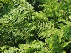 Großer Filigranfarn 'Proliferum Herrenhausen' -Günstiges Erd Seele Geschäft grosser filigranfarn proliferum herrenhausen m045020 w 4