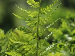 Großer Filigranfarn 'Proliferum Herrenhausen' -Günstiges Erd Seele Geschäft grosser filigranfarn proliferum herrenhausen m045020 w 5