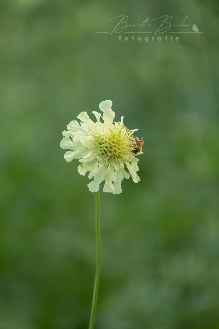 Großer Schuppenkopf 16 Großer Schuppenkopf – Bild 14