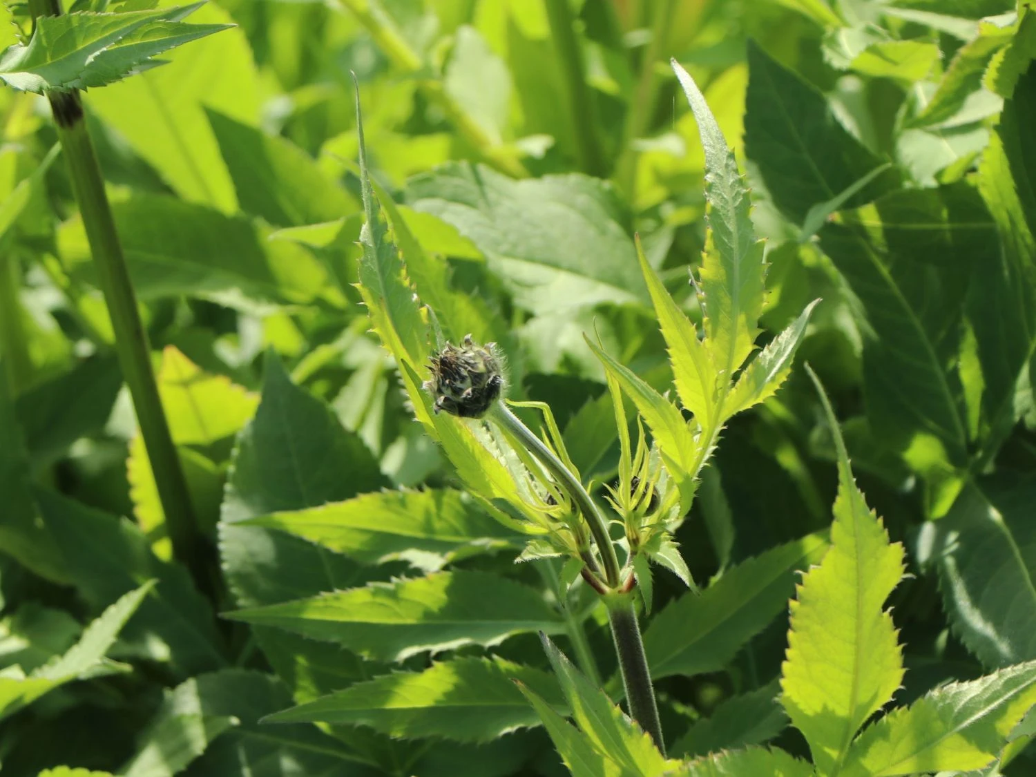 Großer Schuppenkopf 6 Großer Schuppenkopf – Bild 4