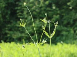 Großer Schuppenkopf 27 Großer Schuppenkopf -Günstiges Erd Seele Geschäft grosser schuppenkopf m058102 w 1