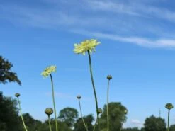 Großer Schuppenkopf 18 Großer Schuppenkopf -Günstiges Erd Seele Geschäft grosser schuppenkopf m058102 w 10