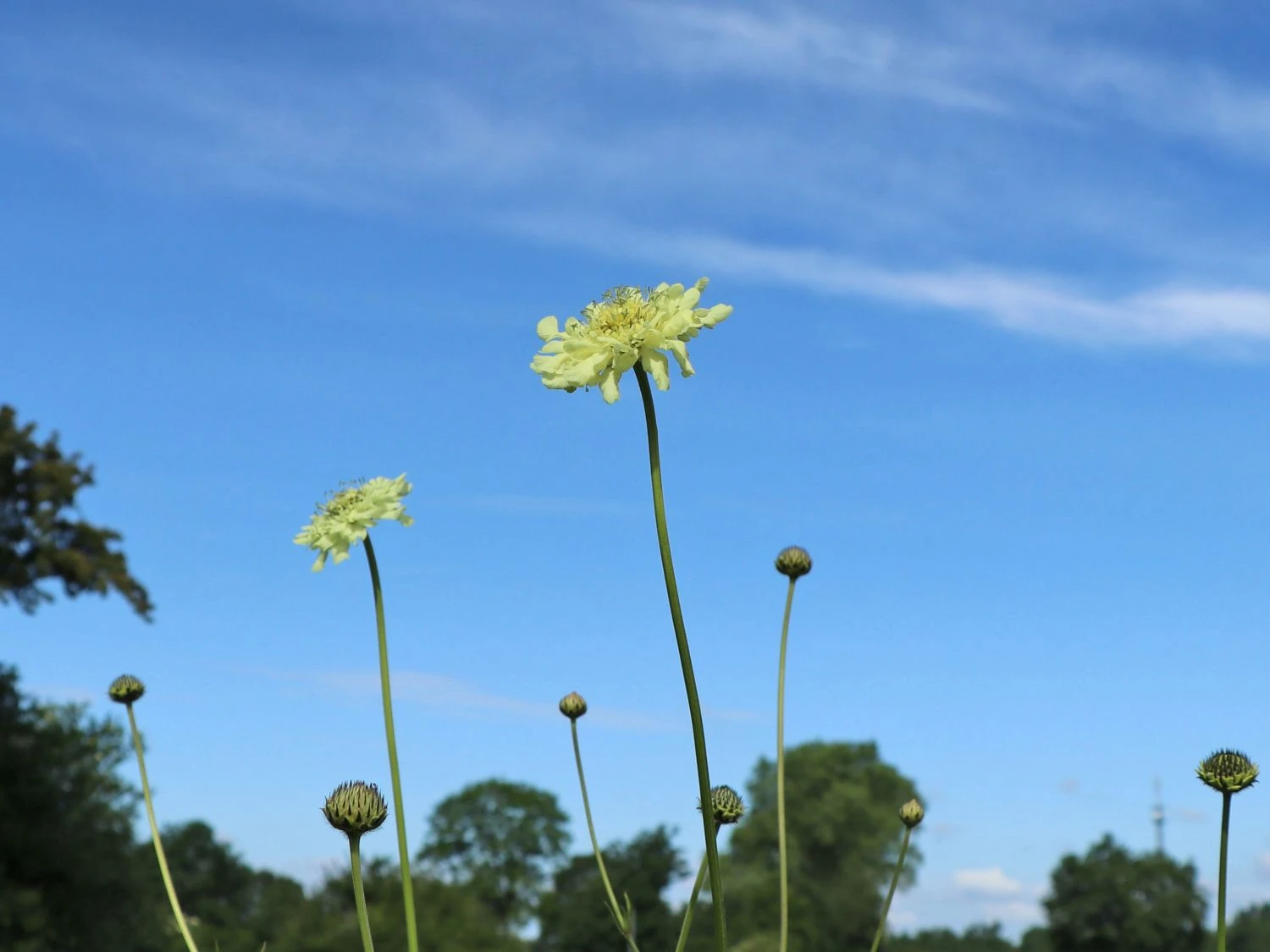 Großer Schuppenkopf 5 Großer Schuppenkopf – Bild 3