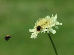 Großer Schuppenkopf 17 Großer Schuppenkopf -Günstiges Erd Seele Geschäft grosser schuppenkopf m058102 w 11