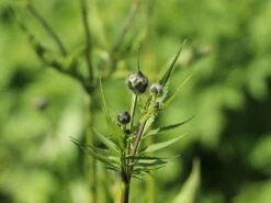 Großer Schuppenkopf 20 Großer Schuppenkopf -Günstiges Erd Seele Geschäft grosser schuppenkopf m058102 w 2