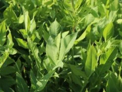 Großer Schuppenkopf 22 Großer Schuppenkopf -Günstiges Erd Seele Geschäft grosser schuppenkopf m058102 w 3