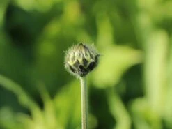 Großer Schuppenkopf 25 Großer Schuppenkopf -Günstiges Erd Seele Geschäft grosser schuppenkopf m058102 w 4