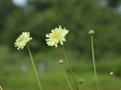 Großer Schuppenkopf 24 Großer Schuppenkopf -Günstiges Erd Seele Geschäft grosser schuppenkopf m058102 w 5