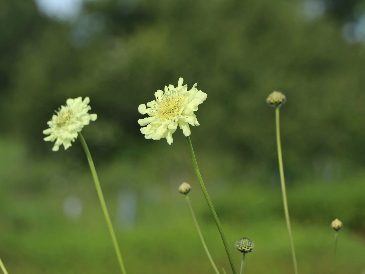 Großer Schuppenkopf 11 Großer Schuppenkopf – Bild 9
