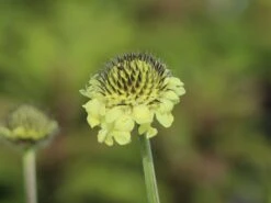 Großer Schuppenkopf 21 Großer Schuppenkopf -Günstiges Erd Seele Geschäft grosser schuppenkopf m058102 w 6