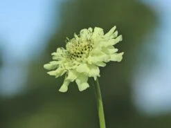 Großer Schuppenkopf 26 Großer Schuppenkopf -Günstiges Erd Seele Geschäft grosser schuppenkopf m058102 w 8