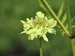 Großer Schuppenkopf 28 Großer Schuppenkopf -Günstiges Erd Seele Geschäft grosser schuppenkopf m058102 w 9