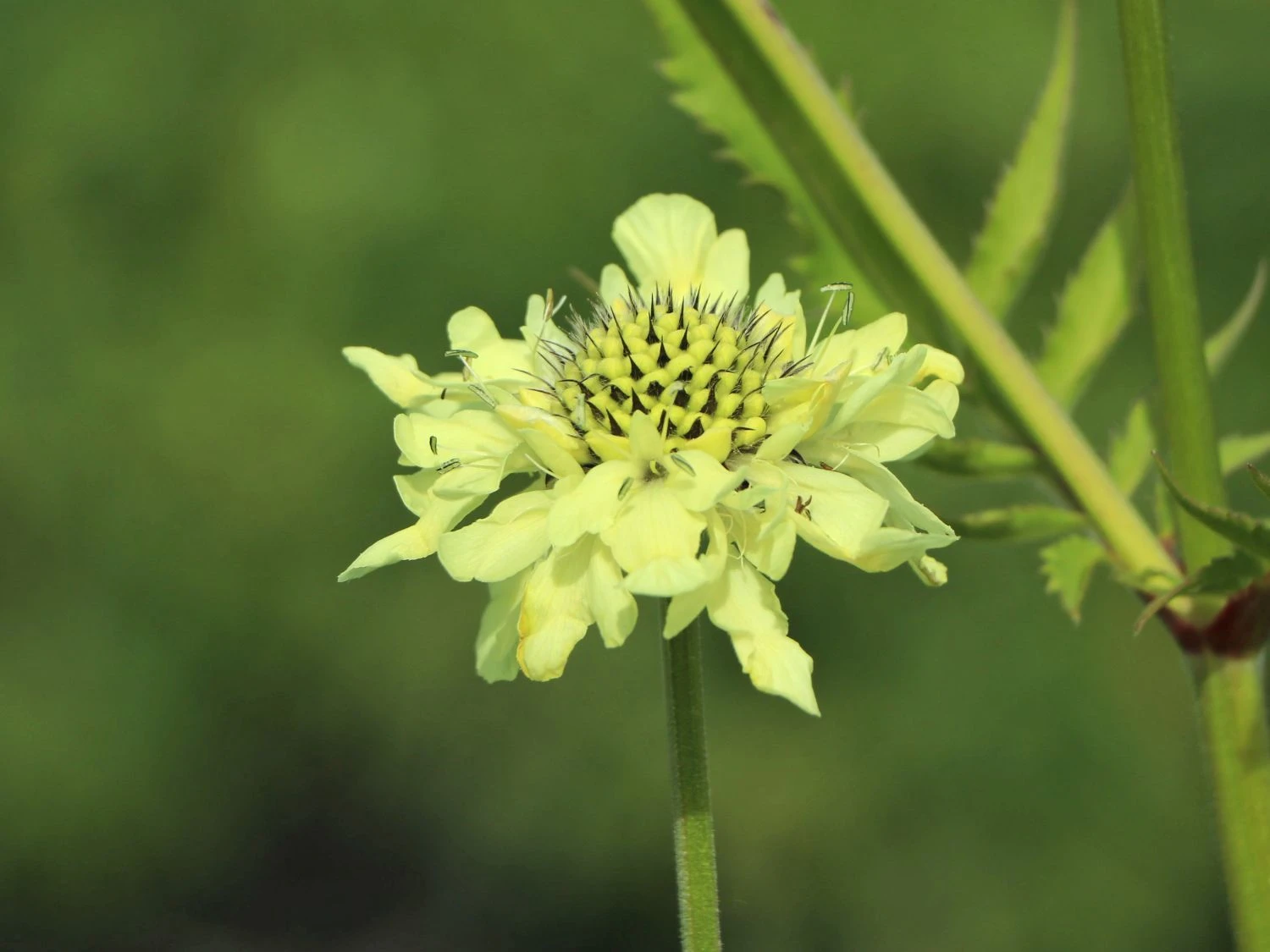 Großer Schuppenkopf 15 Großer Schuppenkopf – Bild 13
