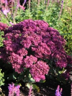 Großes Fettblatt 'Mr Goodbud' -Günstiges Erd Seele Geschäft grosses fettblatt mr goodbud m063026 w 1