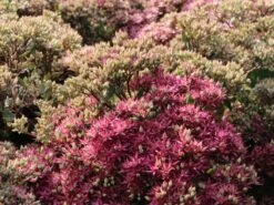 Großes Fettblatt 'Mr Goodbud' -Günstiges Erd Seele Geschäft grosses fettblatt mr goodbud m063026 w 2