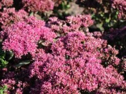 Großes Fettblatt 'Mr Goodbud' -Günstiges Erd Seele Geschäft grosses fettblatt mr goodbud m063026 w 3