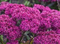 Großes Fettblatt 'Mr Goodbud' -Günstiges Erd Seele Geschäft grosses fettblatt mr goodbud m063026 w 4