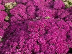 Großes Fettblatt 'Mr Goodbud' -Günstiges Erd Seele Geschäft grosses fettblatt mr goodbud m063026 w 5