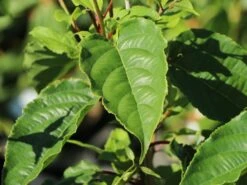 Großfruchtige Mini-Kiwi KiwiBerry ® 'Super Jumbo' ®