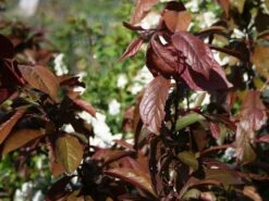 Großfrüchtige / Essbare Blutpflaume 'Trailblazer' / 'Hollywood' -Günstiges Erd Seele Geschäft grossfruechtige essbare blutpflaume hollywood m000044 w 0