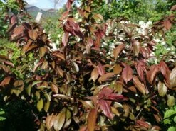 Großfrüchtige / Essbare Blutpflaume 'Trailblazer' / 'Hollywood' -Günstiges Erd Seele Geschäft grossfruechtige essbare blutpflaume hollywood m000044 w 2