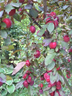 Großfrüchtige / Essbare Blutpflaume 'Trailblazer' / 'Hollywood' -Günstiges Erd Seele Geschäft grossfruechtige essbare blutpflaume trailblazer hollywood m000044 103281 0