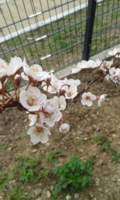 Großfrüchtige / Essbare Blutpflaume 'Trailblazer' / 'Hollywood' -Günstiges Erd Seele Geschäft grossfruechtige essbare blutpflaume trailblazer hollywood m000044 193676 0