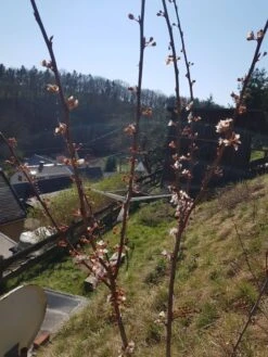 Großfrüchtige / Essbare Blutpflaume 'Trailblazer' / 'Hollywood' -Günstiges Erd Seele Geschäft grossfruechtige essbare blutpflaume trailblazer hollywood m000044 193676 1