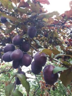 Großfrüchtige / Essbare Blutpflaume 'Trailblazer' / 'Hollywood' -Günstiges Erd Seele Geschäft grossfruechtige essbare blutpflaume trailblazer hollywood m000044 193676 2